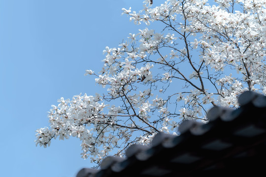 白色玉兰花蓝天背景清新素材