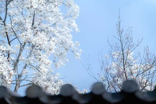 白色玉兰花蓝天背景清新素材