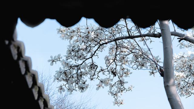 白色玉兰花蓝天背景清新素材