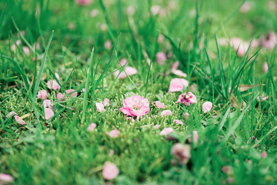 春天草地上掉落的梅花花朵