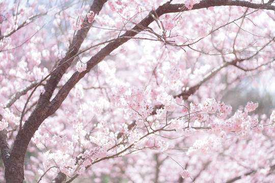 春天粉色樱花背景素材小清新