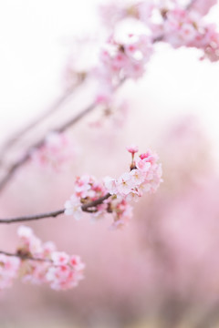 春天粉色樱花背景素材小清新