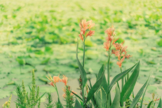 绿色植物素材户外春天背景