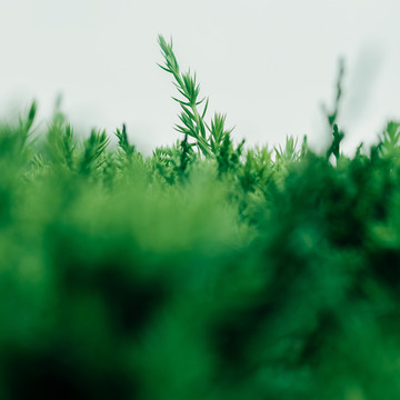 绿色植物背景素材春天叶子清新