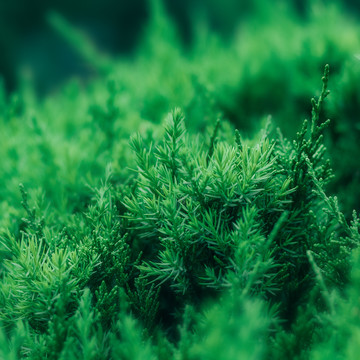 绿色植物背景素材春天叶子清新