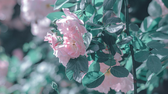 粉色花朵蔷薇花背景春暖花开