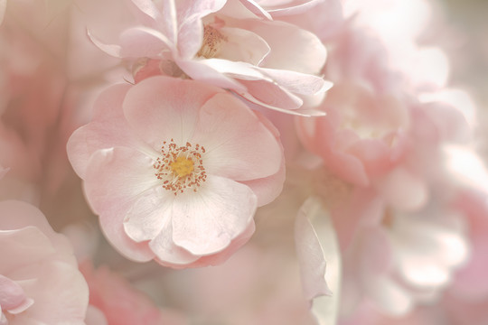 春天粉色的花朵蔷薇花丛背景