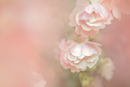 春天花朵粉色小花蔷薇花背景