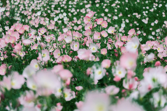 春天粉色花朵花开美丽月见草
