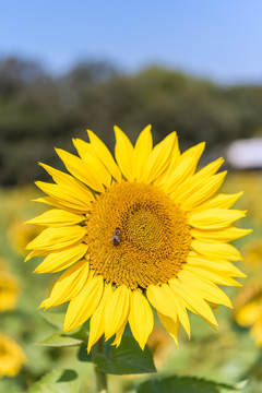 秋天田野的向日葵和蜜蜂