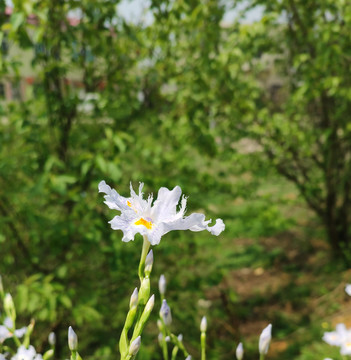 蝴蝶花