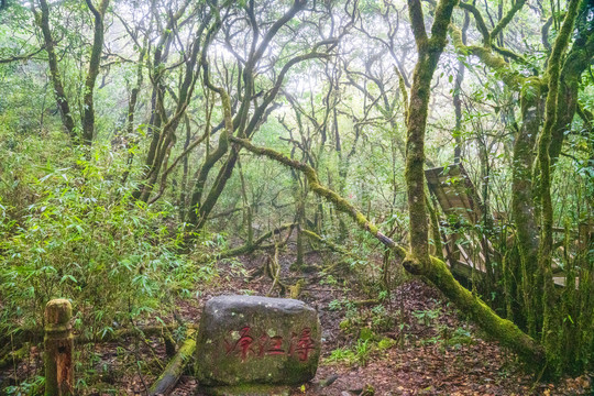 桂林猫儿山漓江源湿地