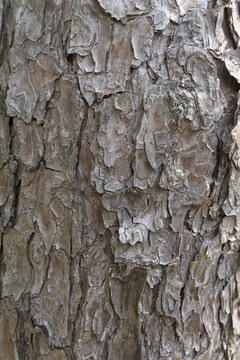 松树树皮纹理背景
