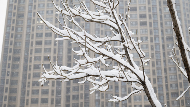 居民区雪后树木积雪