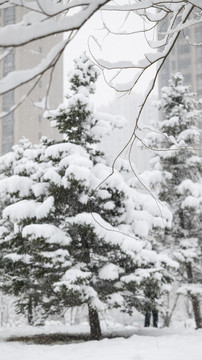 雪天树木雪景