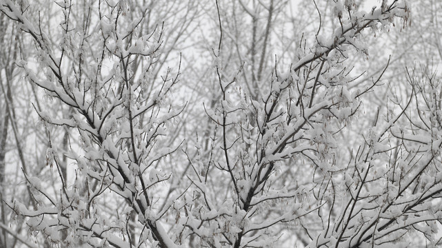 树木积雪