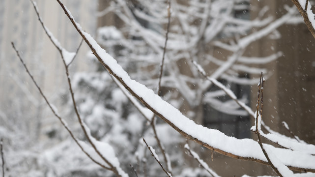 居民楼树木积雪