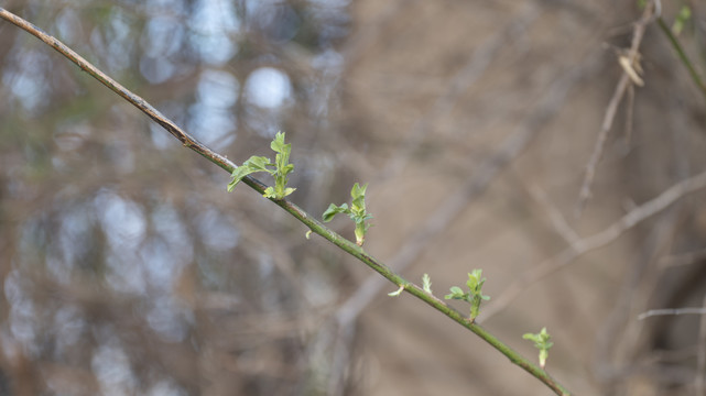春天到了树枝发出了嫩芽