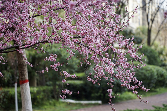 红梅花开