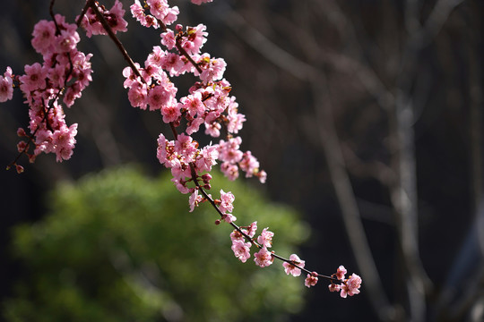 红梅花开