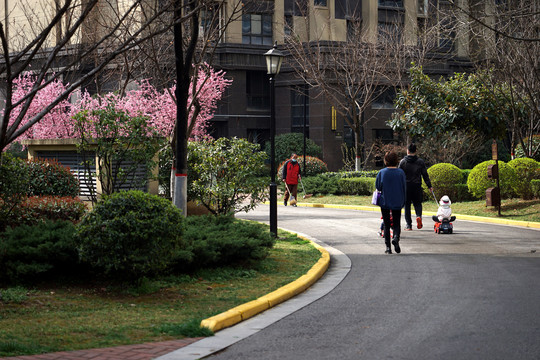 红梅花开的路