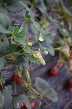 草莓开花和果实