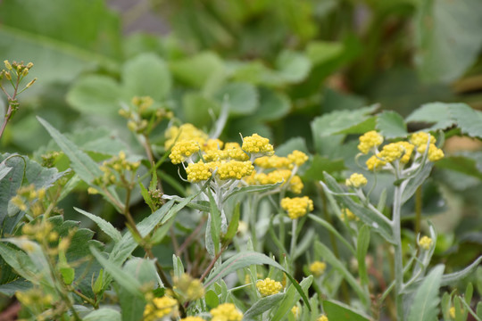 棉花草