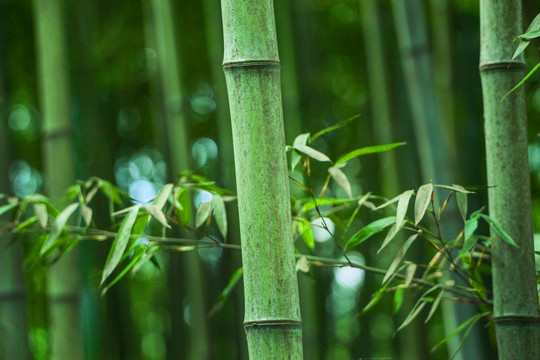 竹林