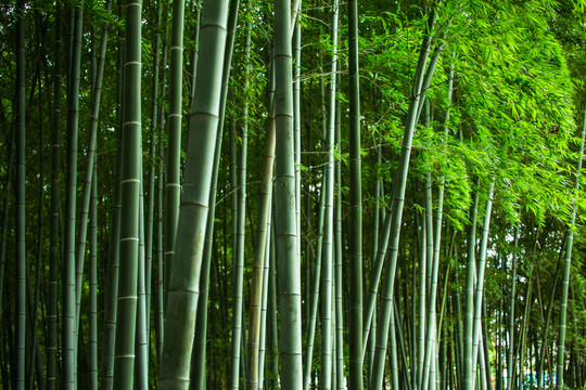 竹林
