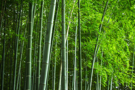 竹林