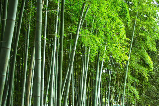 竹林