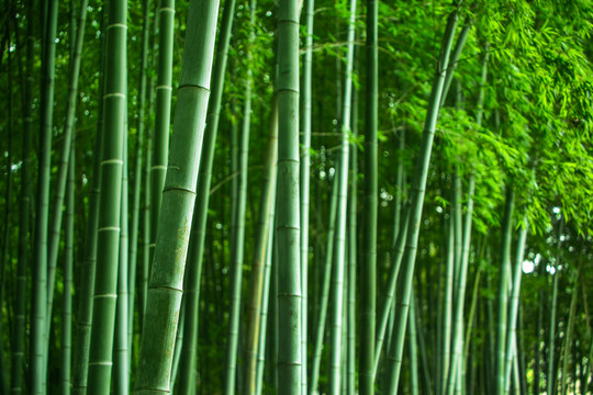 竹林