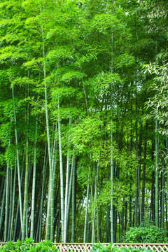 竹林