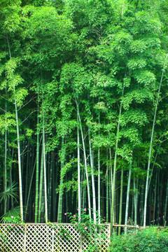 竹林