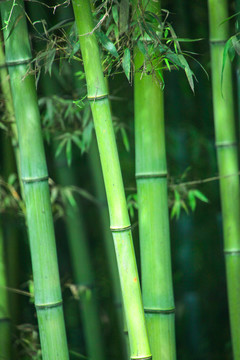 竹林