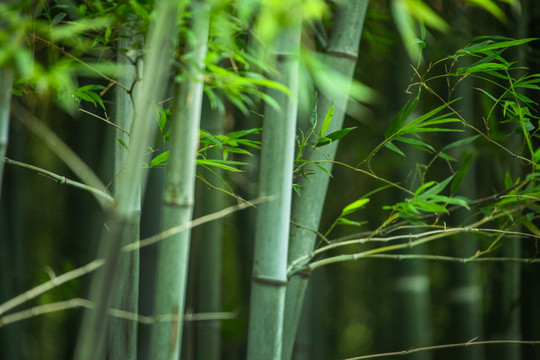 竹