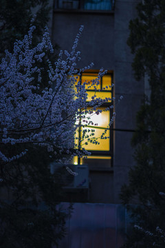 黎明前窗口的灯光和桃花