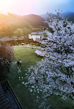 桃花风景图