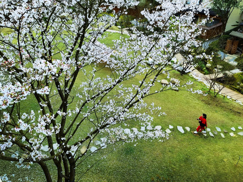 桃花风景画