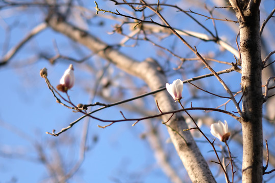 北方的玉兰花01