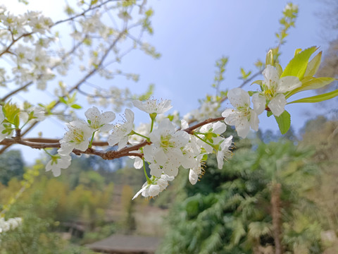 梨花