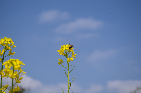 油菜花