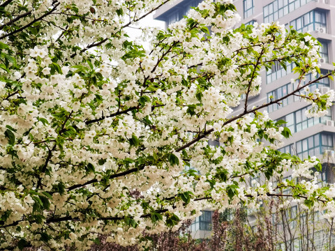 春天校园里满树的白色樱花