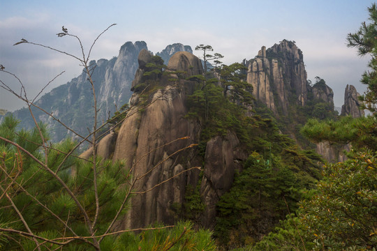 奇峰劲松三清山16