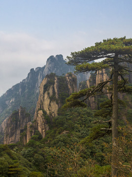 奇峰劲松三清山18