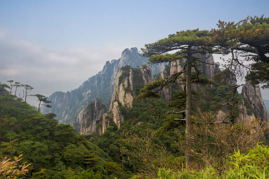 奇峰劲松三清山20