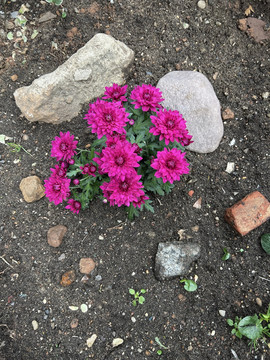 菊花