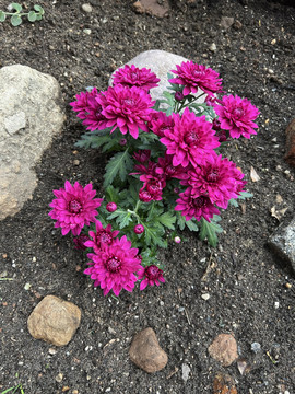紫红色菊花