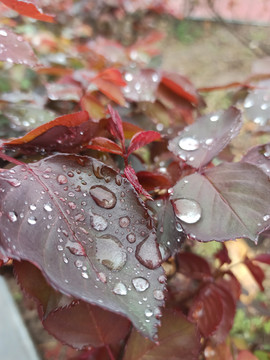 雨后月季