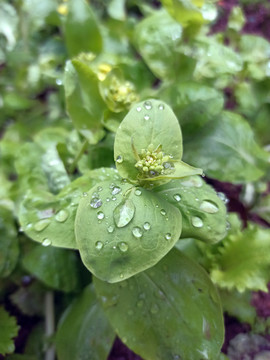 油菜花